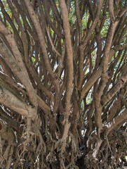 Twisted tree trunks and roots in sunlight