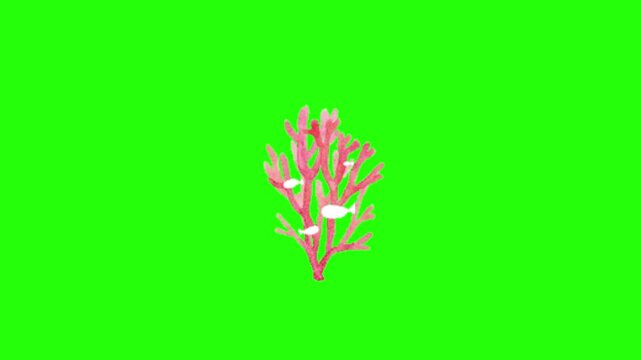 Coral on green screen