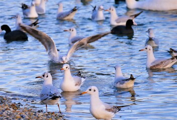 Fototapeta premium Flock of seagull bird fly above the sea in sunset, waterbird background