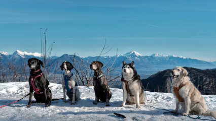 Five well-behaved dogs pose for a photo. From the left: a Labrador-German Shepherd mix, a German Shorthaired Pointer, a French Pointing Dog, a Siberian Husky, and a Golden Retriever.