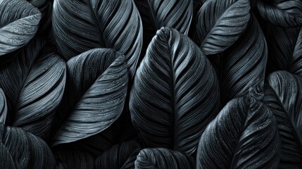 Closeup tropical black leaves texture and dark tone process, abstract nature pattern background