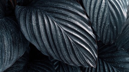 Closeup tropical black leaves texture and dark tone process, abstract nature pattern background