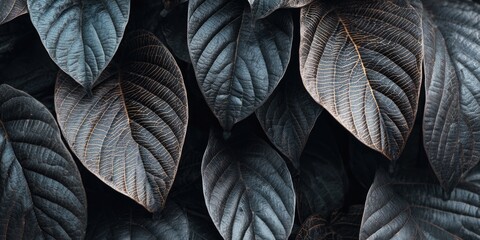 Closeup tropical black leaves texture and dark tone process, abstract nature pattern background