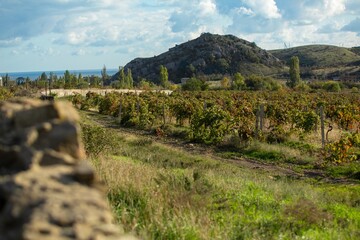 Naklejka premium Vineyard agricultural fields aerial landscape during sunrise.