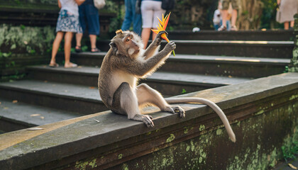 A wild longtailed macaque monkey sits on a stone wall eating a piece of fruit.