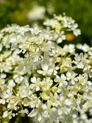 Soft clusters of tiny cow parsley flowers white glowing in warm sunlight, creating a dreamy macro scene. Delicate petals and pale yellow centers form an airy texture against a blurred green background