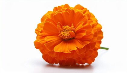 Single Vibrant Orange Marigold On White