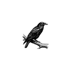 Fototapeta premium Raven Sitting on a Branch – Dark Crow Bird Vintage Engraving Style.