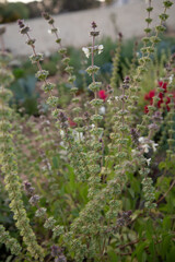 Flowering basil plant with small blossoms and seed pods growing outdoors in jordan