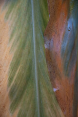 Macro image of a backlit leaf in Winter