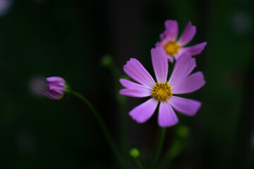 Purple Flowers