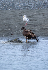 An immature bald eagle looks confused as the salmon continues to move around 