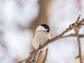 Cute bird the willow tit, song bird sitting on a branch without leaves in the winter.