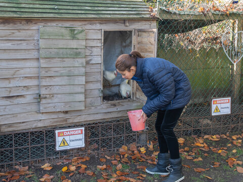 Woman bending down, hand feeding chickens from a red bucket inside a rustic wooden chicken coop next to a wire fence, with scattered autumn leaves and warning signs