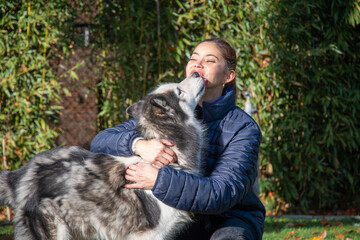 Woman playfully interacting with her Alaskan Malamute, receiving a loving lick on the face, strengthening the bond of friendship and companionship between pet and owner in a sunny park