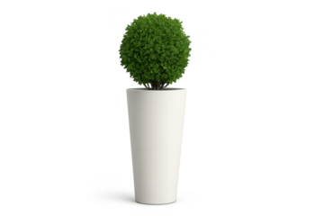 Ornamental plant in white pot, isolated on transparent background, cut out image