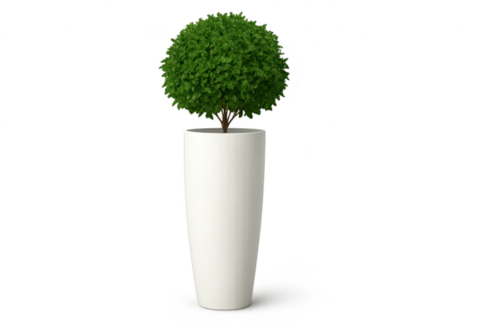Green topiary in white pot isolated on transparent background for design use