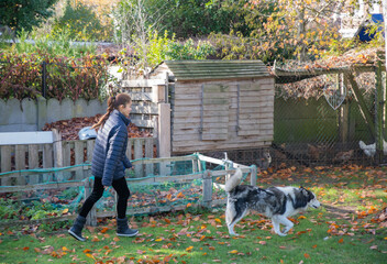 Young girl and husky dog enjoying a walk on a sunny autumn day, exploring the green grass covered with fallen leaves near a chicken coop in the backyard © Ekaterina
