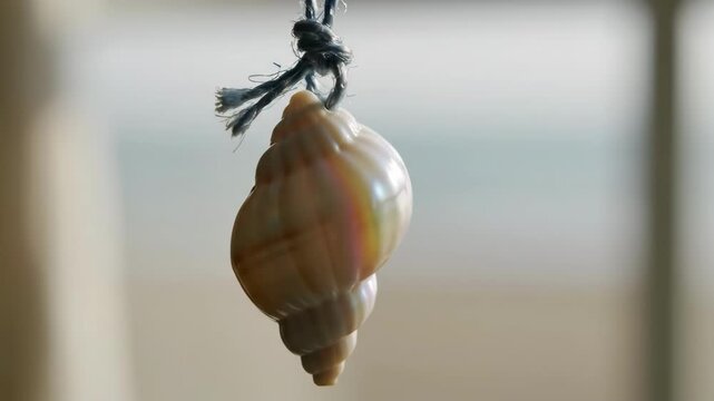 Close-up of a beautiful snail shell hanging by a string, natural decoration.