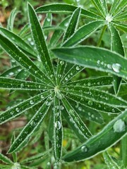 water drops on a leaf