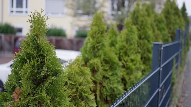 lush evergreen screen behind suburban fencing, closeup of row of dense thuja trees providing privacy, detailed shot of hedge with textured foliage blocking view of distant urban scene