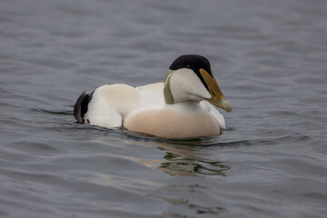 Common eider (Somateria mollissima)