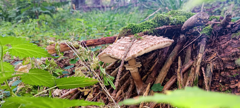 Little umbrella got lost and emerged much later than its brothers. Due to the lack of warmth, it is already smaller than it shouuld be, and now the branch has stood on its way, preventing its from enj