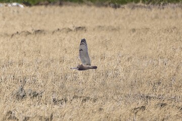 農耕地に飛来したコミミズク