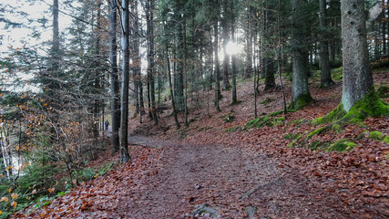 Obraz premium Sunlight filters through the trees along a forest path beside a tranquil lake, creating a warm and peaceful atmosphere.