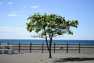 A solitary tree stands on a sandy beach under a soft sky, with serene water and a gently blurred background — evoking calm, solitude, and peaceful coastal beauty.