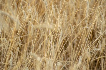 Close up of golden wheat stalks in a field