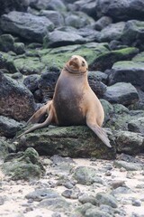 Light Brown Gal&aacute;pagos Sea Lion Sleeping Upright On Black Rock Bed In the Gal&aacute;pagos Islands 