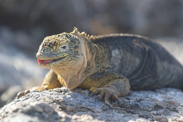 Galápagos land iguana On a Rock With Pink Tongue Out (Conolophus subcristatus) Resting on a Rock - With Yellow Coloring - End of Dry Season - Beginning of Breeding Season - in Galapagos Islands