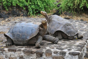 Two Galápagos tortoises at Charles Darwin Research Station in the Galapagos Islands