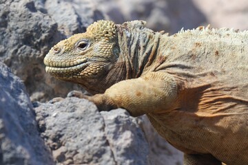 Close-up Of Santa Fe Land Iguana's Head (Conolophus pallidus) As It Climbs over the rocks in Galapagos Islands 
