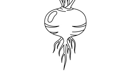 Simple line drawing of a fresh root vegetable on a white background.