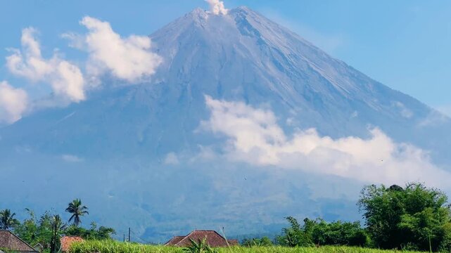 Rice field, coconut palms, and Mount Semeru. Bright rice fields in the background of a volcano. The highest active volcano on the island of Java in Indonesia, 3,676 m. A column of ash. 4К	