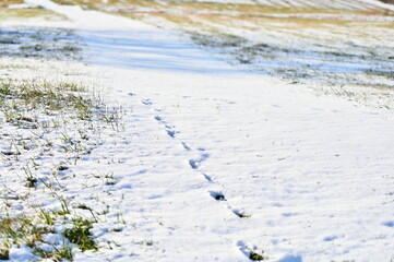 Footprints in Snow