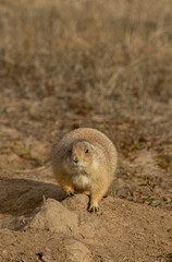 Cute Prairie Dog Sitting at its Burrow in Winter