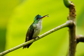 Male Andean emerald (Uranomitra franciae viridiceps) sitting on a branch with the beak slightly opened at Buenaventura Reserve, El Oro province, Ecuador