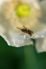 Macro view of bee on delicate white flower petal.