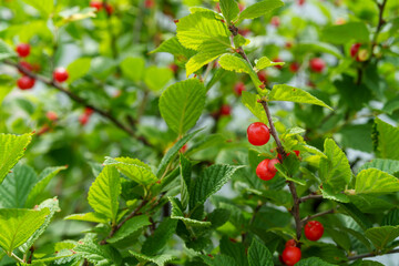 庭先で輝くユスラウメの果実とみずみずしい緑