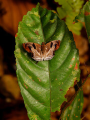 butterfly in the jungle nature Thailand nature