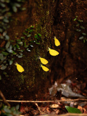 butterfly in the jungle nature Thailand nature
