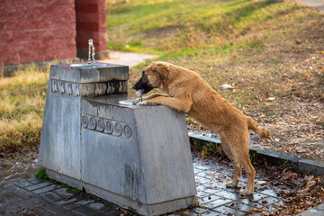 A brown dog is drinking water from a fountain