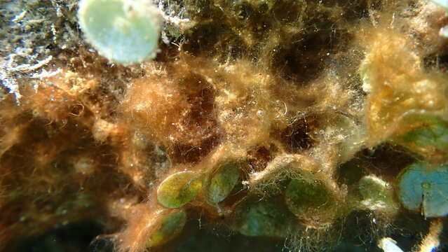Сlump of Cyanobacteria, formerly called Blue-green algae (Cyanophyta) and green algae mermaid's cup (Acetabularia acetabulum) undersea, Ligurian Sea, Italy, Imperia