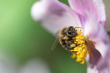 A honeybee sits on an anemone, searching for pollen. The petals are open.