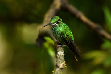 Female Green-crowned brilliant (Heliodoxa jacula jamersoni) perched on a branch at Buenaventura Reserve, El Oro province, Ecuador