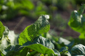 Black insects eating and spoiling green leaves in the garden during summer create visible damage...