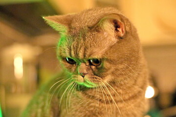 portret my cat © Olexandr Kasianenko